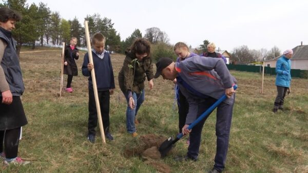 Аллея из кленов, рябин и дубов появилась в деревне Борисковичи