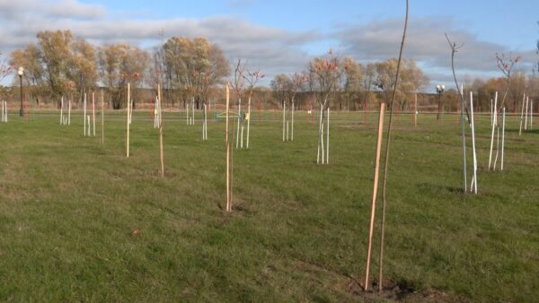 Аллея семейных деревьев за городским парком пополнилась новыми кленами