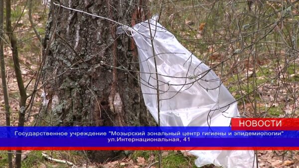 Березовый сок можно проверить на содержание цезия-137 в радиологической лаборатории Мозырского зонального Центра гигиены и эпидемиологии