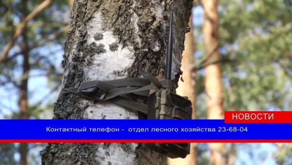 Березовый сок свежего сбора можно будет приобрести в фирменном магазине Мозырского опытного лесхоза, в лесничествах. Когда начнется сбор весеннего напитка?