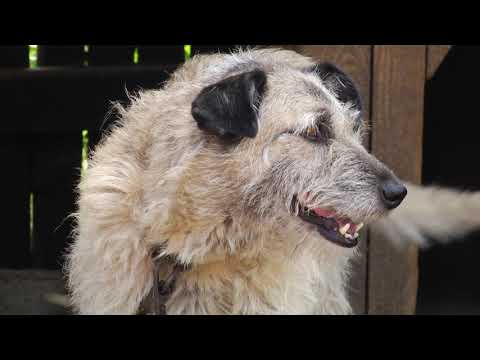 Четвероногие беспризорники