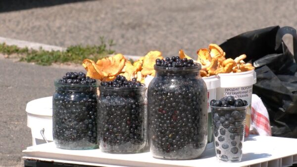 Дары леса с превышением содержания радионуклидов