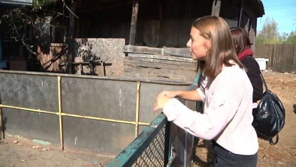 Делать добрые дела просто! Осенняя вечеринка в поддержку бездомных животных от «ALEXIS DANCE GROUP»