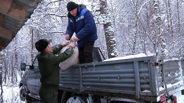 Дополнительный зимний рацион. Кто отвечает за наполнение кормушек для диких животных?