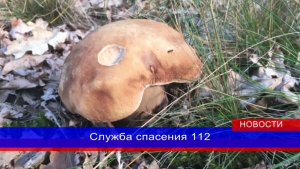 Как себя вести, если заблудились в лесу? МЧС напоминает правила