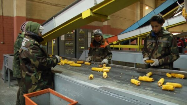 Кукурузокалибровочный завод в эти дни на пике активности. Максимальная загрузка сейчас позволит обеспечить весной элитными отечественными семенами все сельхозпедприятия
