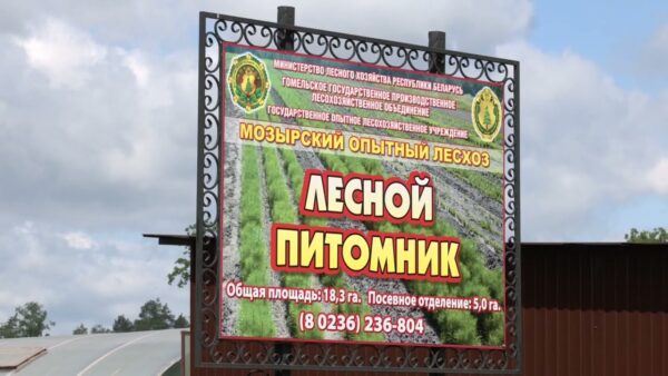 Лесосеменной центр планируют построить в Гомельской области.  Возможно, в Мозыре. Таковы планы Министерства лесного хозяйства