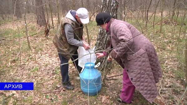 Лесхозы страны готовятся к сезону заготовки березового сока. Он начнется в ближайшие дни