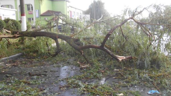 Ливень, град, ветер, поваленные деревья. Непогода в Мозыре
