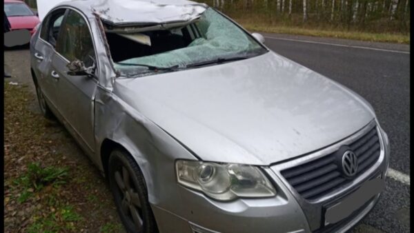 Лось стал причиной крупной аварии возле Калинковичей