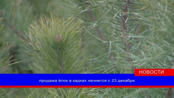 Министерство лесного хозяйства проводит предновогоднюю акцию «Сохрани символ праздника»
