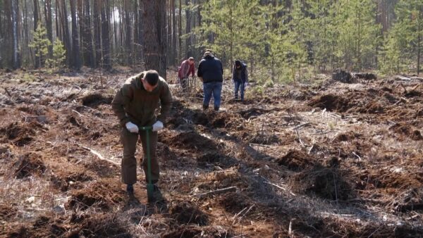 Мозырщина присоединилась к республиканской акции «Неделя леса».