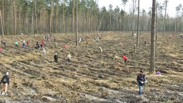 Мозырщина присоединилась к республиканской акции «Неделя леса»