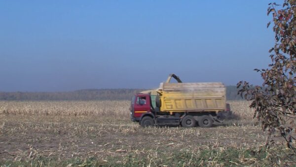 Мозырские аграрии завершили уборку зерновых