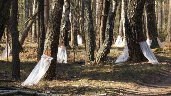 Мозырские березки «заплакали» примерно неделю назад, но пока это «скупые слезы». Ранняя, холодная весна сдерживает сокодвижение