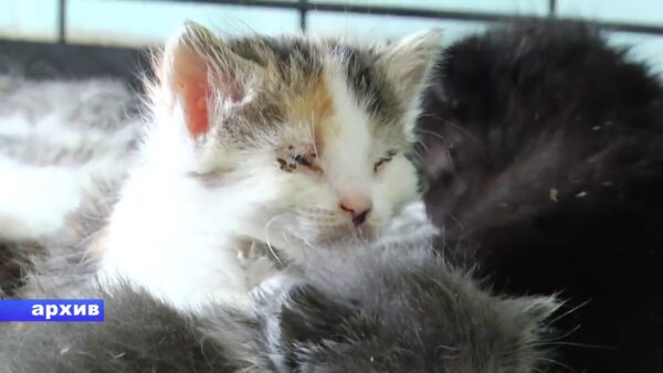 Мозырским районным отделом Следственного комитета завершено расследование уголовного дела о жестоком обращении с животными