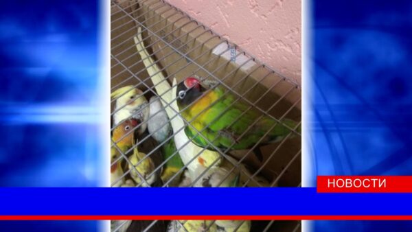 На белорусско-украинской границе задержана крупная партия пернатых