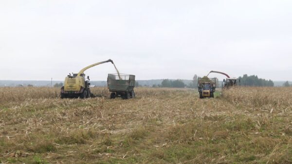 На полях Мозырского района продолжается уборка кукурузы и сев озимых. Главный соперник аграриев – настоящая осенняя погода