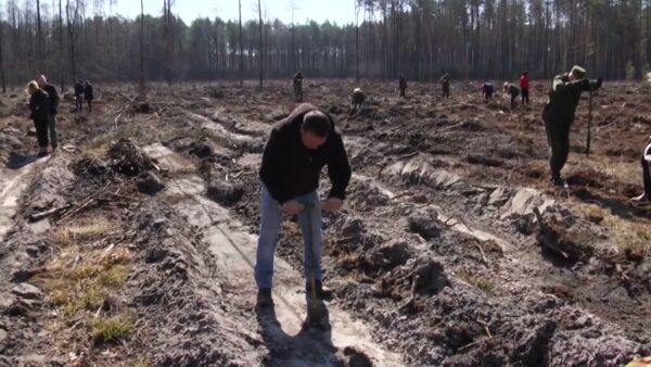 «Неделя леса» пройдет с 9 по 16 апреля. Масштабное экомероприятие приурочат к Году исторической памяти