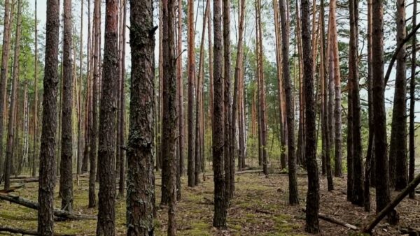 Ограничения на посещение лесов введены почти по всей Беларуси лес