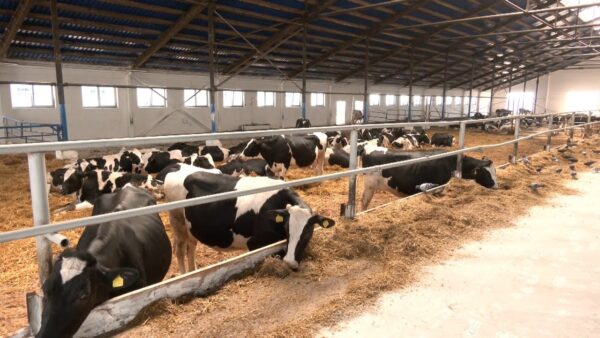 Первый в области, восьмой в республике. Мозырские аграрии делились секретами успеха в животноводстве