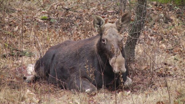 Под колеса автомобиля внезапно выскочил лось. ДТП в Калинковичском районе