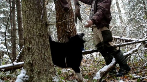 С 1 января 2021 года в Беларуси выходить на охоту могут даже 16-летние граждане