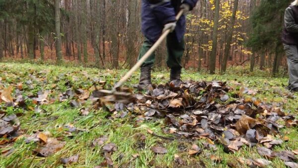 «Сделаем лес чище за 50 дней!». Мозыряне приняли участие в республиканской акции. Работникам лесхоза помогали школьники