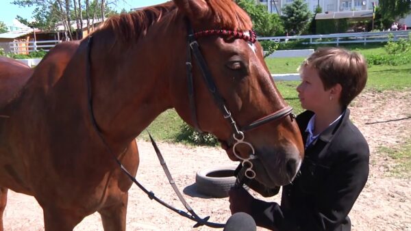 Соревнования по любительской выездке на лошадях