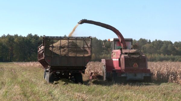 Уборка кукурузы на силос в Слободском имени Ленина