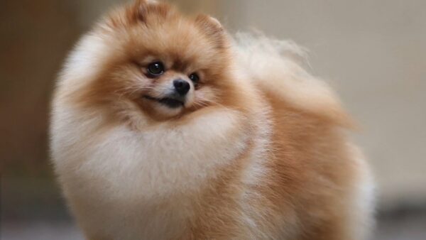 Украл шпица и стал фигурантом уголовного дела