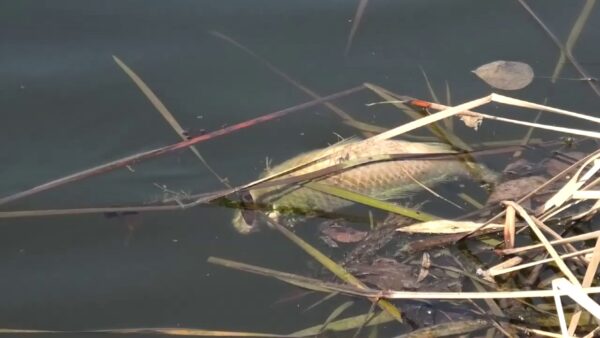 Увидели замор рыбы? Звоните на горячую линию Минприроды