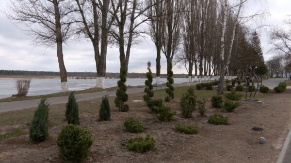 В городе высажено около 920 насаждений. Не прошло и пару недель, а уже 6 хвойных деревьев украли
