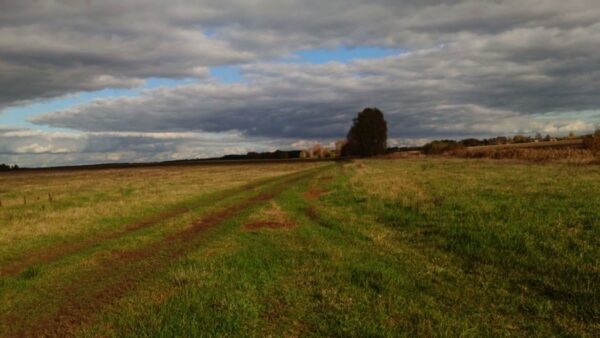 В Калинковичах вынесли приговор пенсионеру, который насмерть забил пятерых щенков