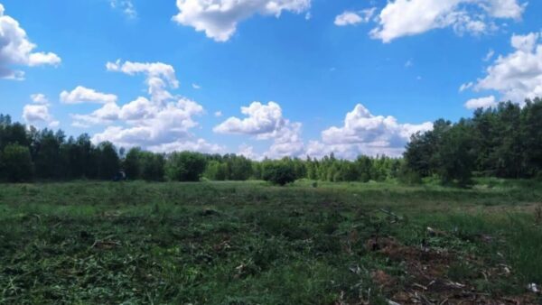 В Калинковичском районе милиционеры обнаружили и уничтожили 160 килограммов конопли