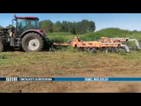В Калинковичском районе уничтожено почти две тонны конопли