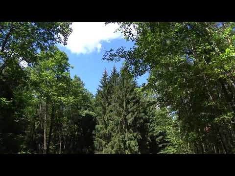 В лесу около станции Михалки заблудились две пенсионерки