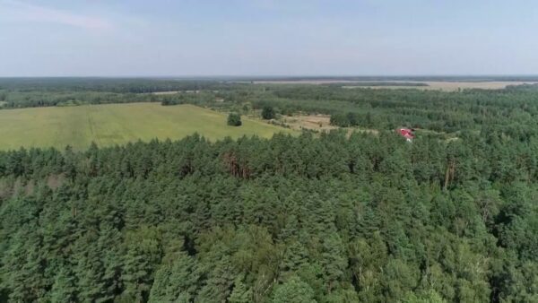 В Мозырском районе снят запрет на посещение лесов