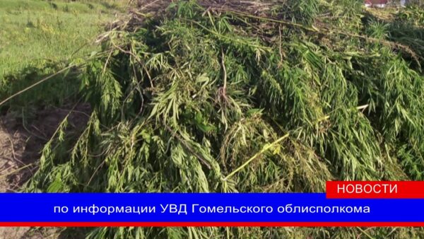 В Мозырском районе уничтожено 720 кг дикорастущей конопли