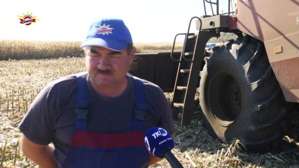 В совхоз – комбинате «Заря» сейчас активными темпами идет уборка кукурузы на зерно