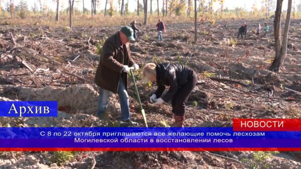 Вместо акции «Чистый лес» в этом году Минлесхоз проведет акцию «Аднавiм лясы разам». Присоединиться к масштабному экологическому проекту может каждый желающий