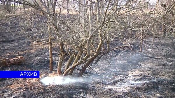 Возгорание в экосистемах и поджег сарая в Акулинке. Огненные происшествия за неделю