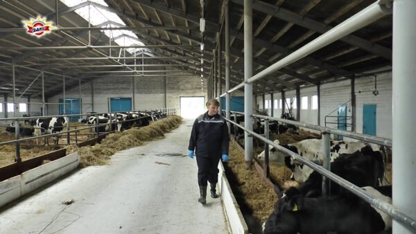 Юлия Заяц, одна из лучший операторов машинного доения республики, работает в совхоз-комбинате «Заря»