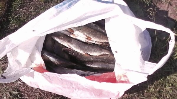За 8 килограммов незаконно пойманной рыбы мозырянин заплатил 4 190 белорусских рублей штрафа