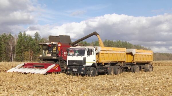 Завершается уборка кукурузы в «Заре»