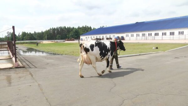 Лучшая племенная корова родом из Мозырского района.