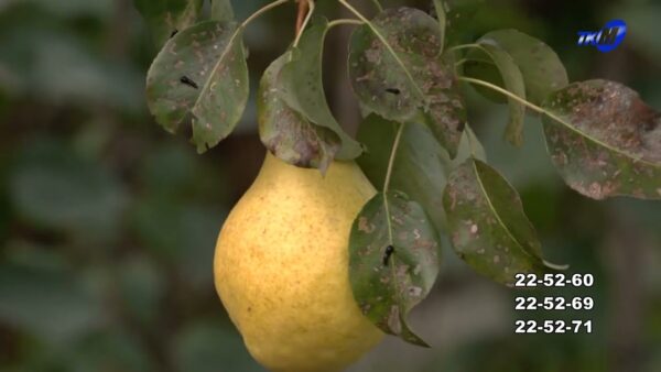 На Мозырщине стартовали традиционные конкурсы «Лучшее ветеранское подворье» и «Сад -огород»