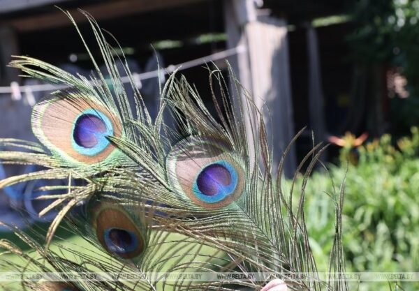 Семья из Гомельского района выращивает павлинов