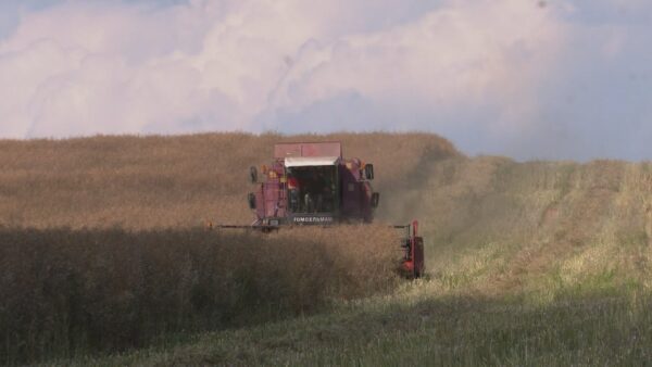 Аграрии убирают рапс