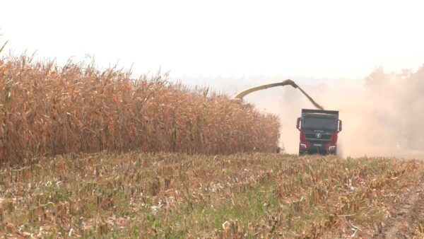 Уборка кукурузы на силос в экспериментальной базе «Криничная»